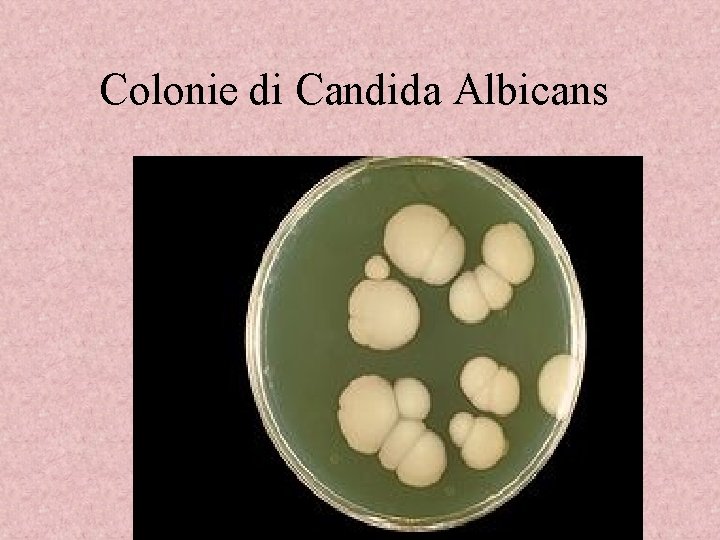 Colonie di Candida Albicans 