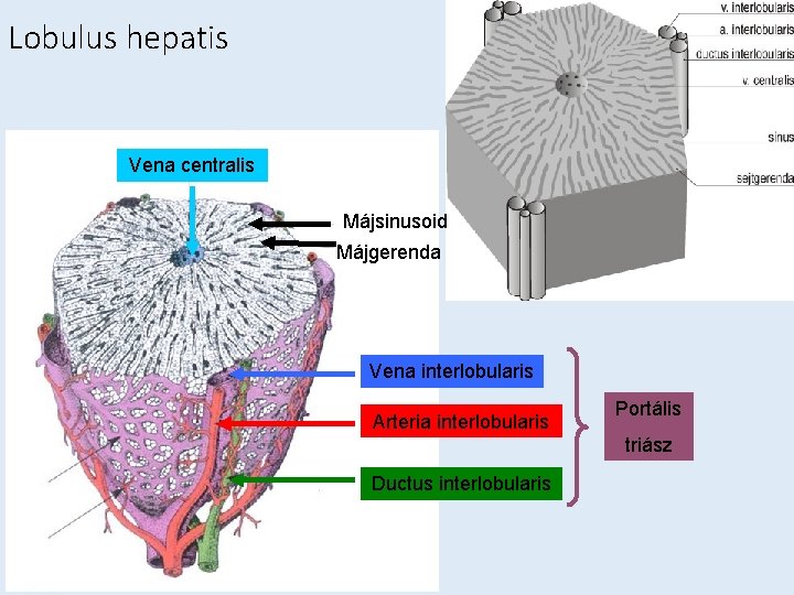 Lobulus hepatis Vena centralis Májsinusoid Májgerenda Vena interlobularis Arteria interlobularis Portális triász Ductus interlobularis