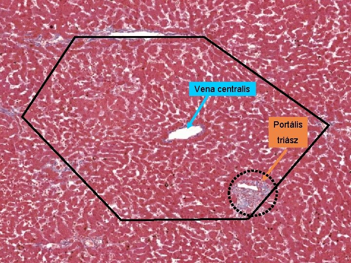 Vena centralis Portális triász 