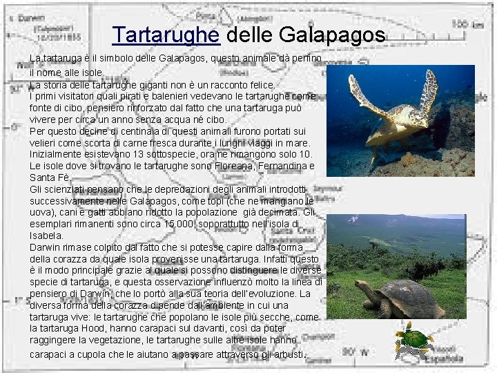 Tartarughe delle Galapagos La tartaruga è il simbolo delle Galapagos, questo animale dà perfino