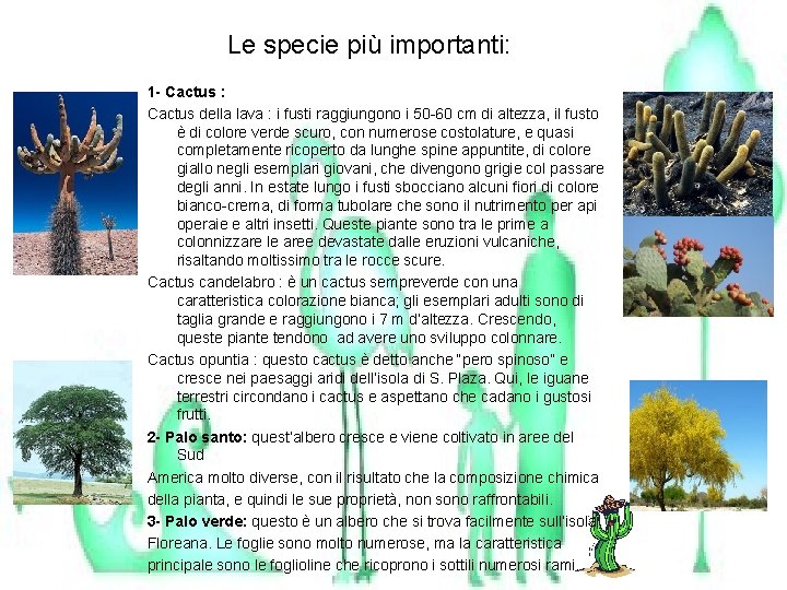 Le specie più importanti: 1 - Cactus : Cactus della lava : i fusti