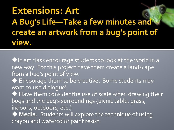 Extensions: Art A Bug’s Life—Take a few minutes and create an artwork from a