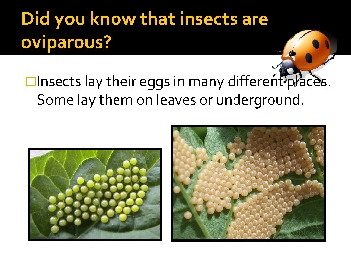 Did you know that insects are oviparous? �Insects lay their eggs in many different