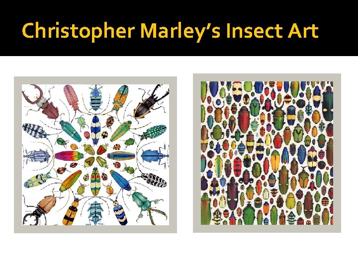 Christopher Marley’s Insect Art 