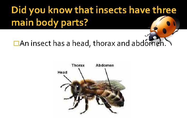 Did you know that insects have three main body parts? �An insect has a