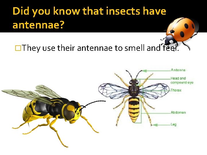 Did you know that insects have antennae? �They use their antennae to smell and