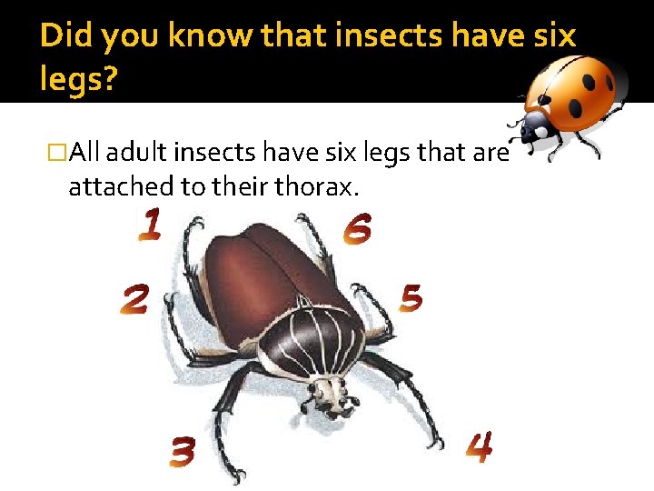 Did you know that insects have six legs? �All adult insects have six legs