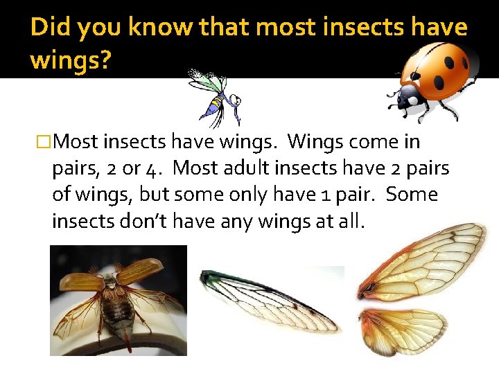 Did you know that most insects have wings? �Most insects have wings. Wings come