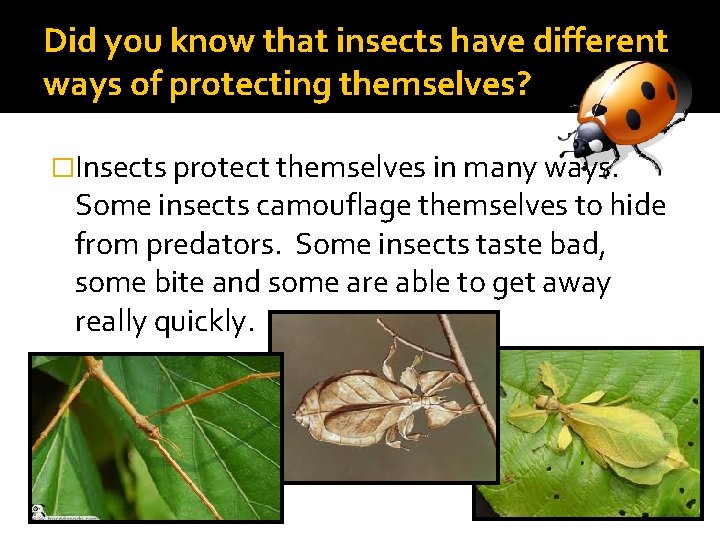Did you know that insects have different ways of protecting themselves? �Insects protect themselves