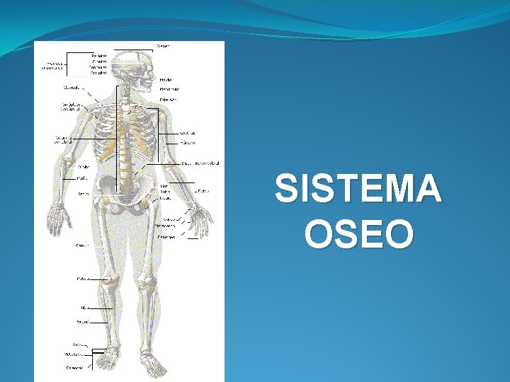 SISTEMA OSEO 