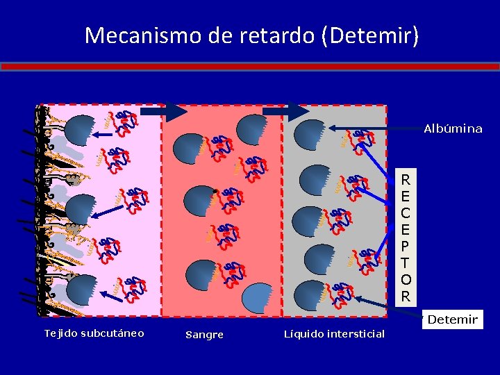 Tejido subcutáneo VVVV Sangre VVVV VVV VVVV VVV VVVV VVV VVVV VVV Mecanismo de