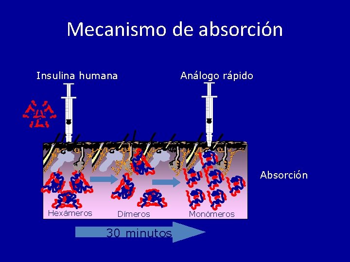 Mecanismo de absorción Insulina humana Análogo rápido Absorción Hexámeros Dímeros 30 minutos Monómeros 