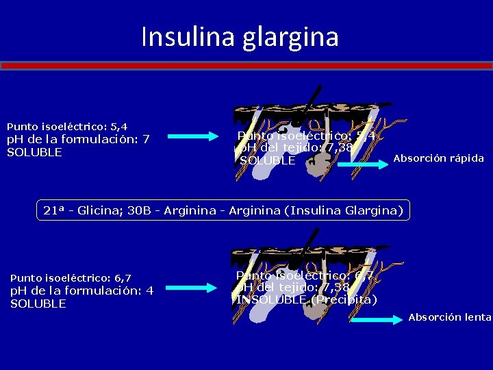 Insulina glargina Punto isoeléctrico: 5, 4 p. H de la formulación: 7 SOLUBLE Punto