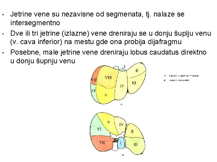  • • • Jetrine vene su nezavisne od segmenata, tj. nalaze se intersegmentno