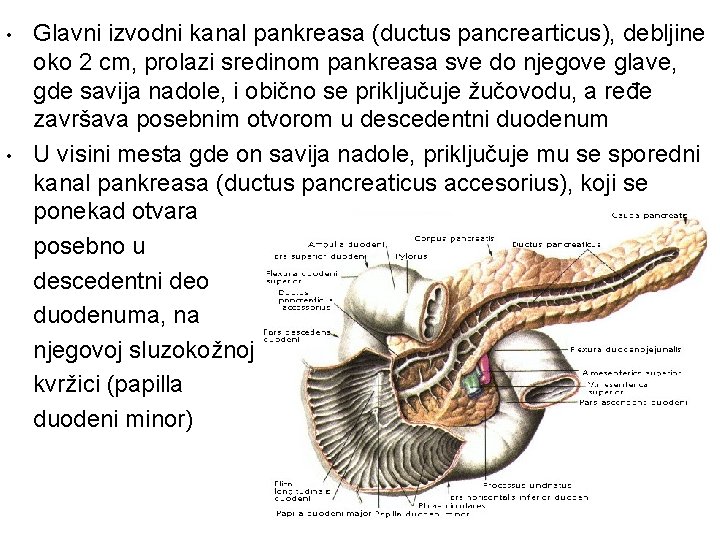  • • Glavni izvodni kanal pankreasa (ductus pancrearticus), debljine oko 2 cm, prolazi