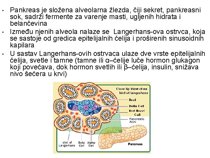  • • • Pankreas je složena alveolarna žlezda, čiji sekret, pankreasni sok, sadrži