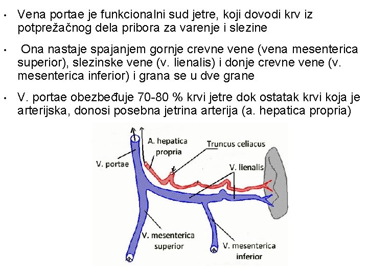  • Vena portae je funkcionalni sud jetre, koji dovodi krv iz potprežačnog dela