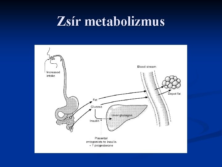 Zsír metabolizmus 