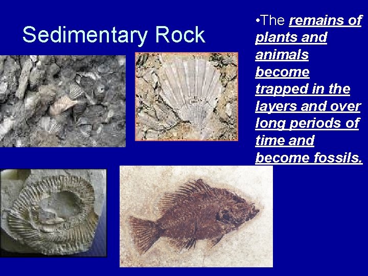 Sedimentary Rock . • The remains of plants and animals become trapped in the
