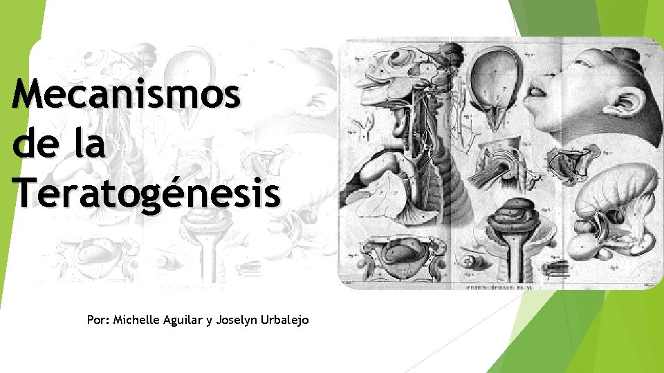 Mecanismos de la Teratogénesis Por: Michelle Aguilar y Joselyn Urbalejo 