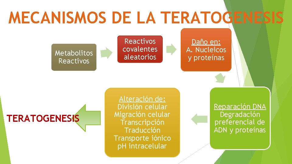 MECANISMOS DE LA TERATOGENESIS Metabolitos Reactivos TERATOGENESIS Reactivos covalentes aleatorios Alteración de: División celular