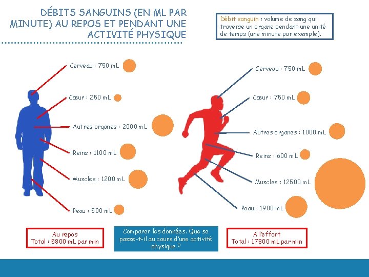 DÉBITS SANGUINS (EN ML PAR MINUTE) AU REPOS ET PENDANT UNE ACTIVITÉ PHYSIQUE Cerveau