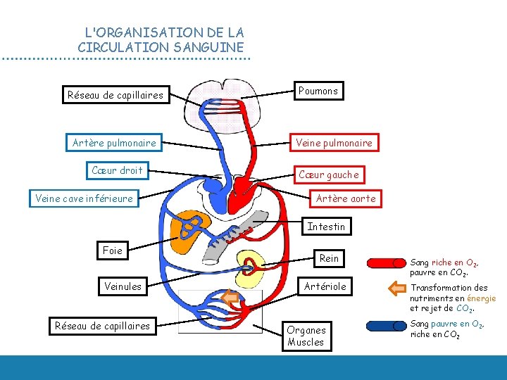 L'ORGANISATION DE LA CIRCULATION SANGUINE Réseau de capillaires Artère pulmonaire Cœur droit Veine cave
