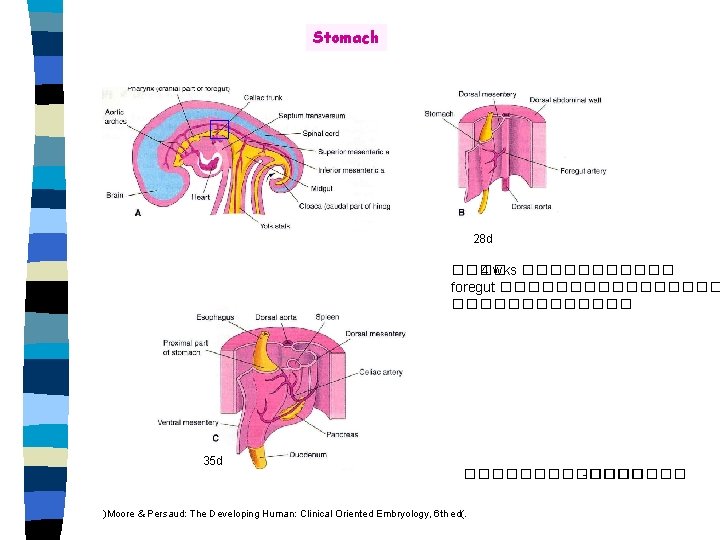 Stomach 28 d ���� 4 wks ������ foregut �������� 35 d �������� -���� )Moore