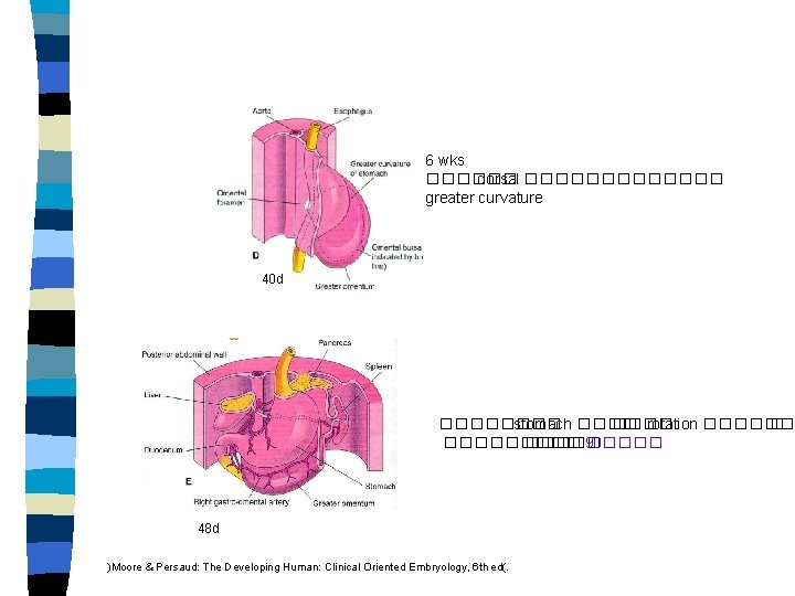 6 wks ������ dorsal ������� greater curvature 40 d ���� stomach ���� rotation ������