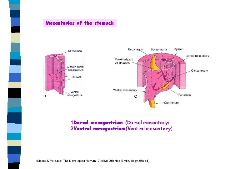 Mesenteries of the stomach . 1 Dorsal mesogastrium (Dorsal mesentery(. 2 Ventral mesogastrium(Ventral mesentery(