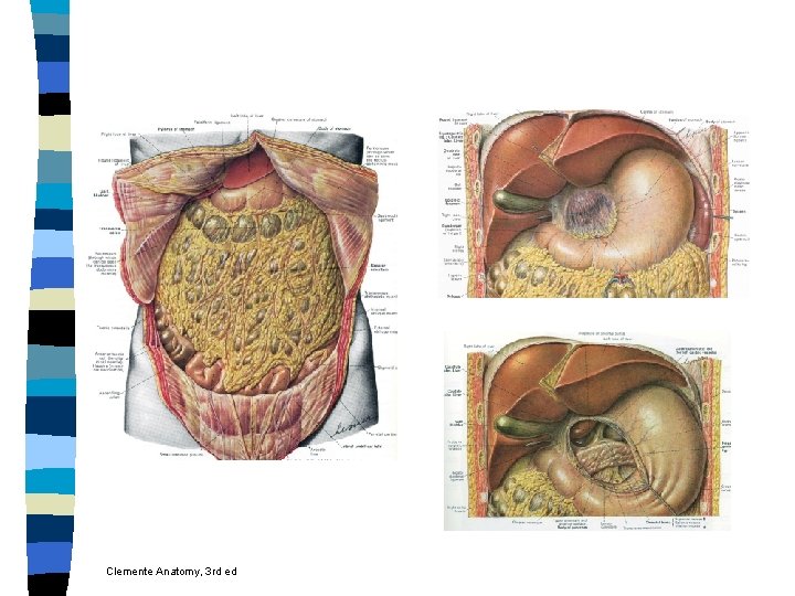 Clemente Anatomy, 3 rd ed 