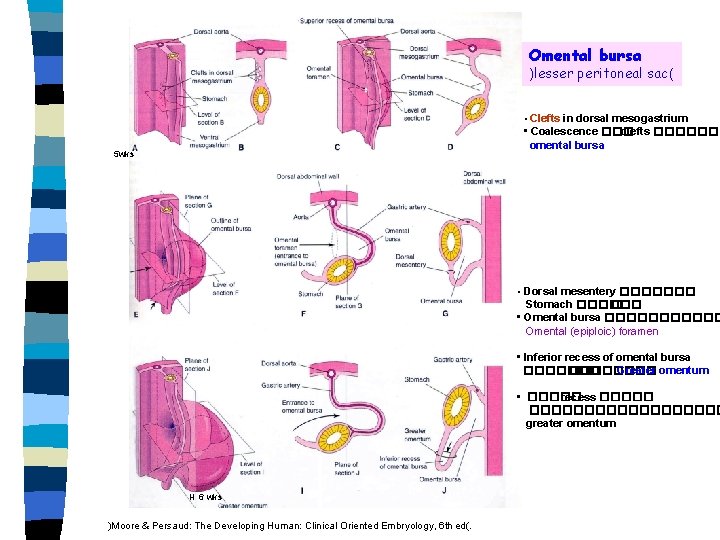 Omental bursa )lesser peritoneal sac( • Clefts in dorsal mesogastrium • Coalescence ��� clefts
