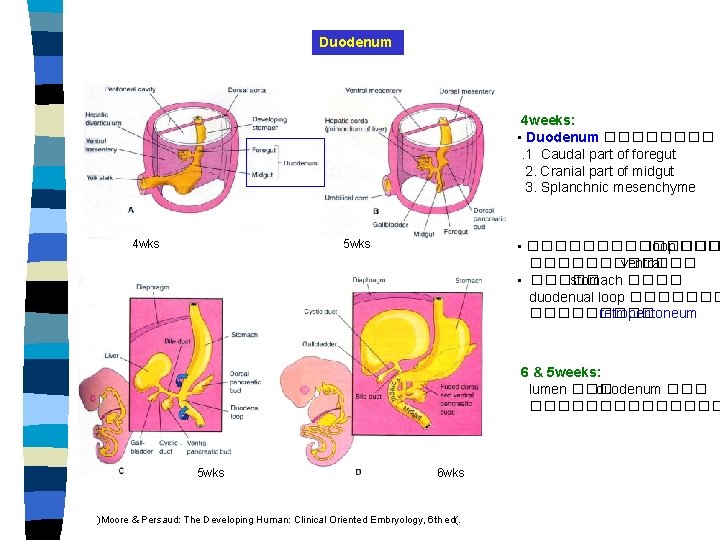 Duodenum 4 weeks: • Duodenum ����. 1 Caudal part of foregut 2. Cranial part