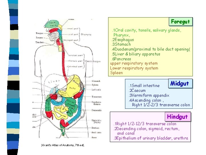 Foregut. 1 Oral cavity, tonsils, salivary glands, Pharynx, . 2 Esophagus. 3 Stomach. 4