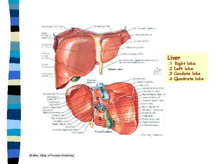 Liver. 1. 2. 3. 4 C Q )Netter: Atlas of Human Anatomy( Right lobe