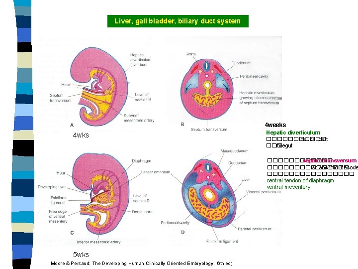 Liver, gall bladder, biliary duct system 4 wks : 4 weeks Hepatic diverticulum ������