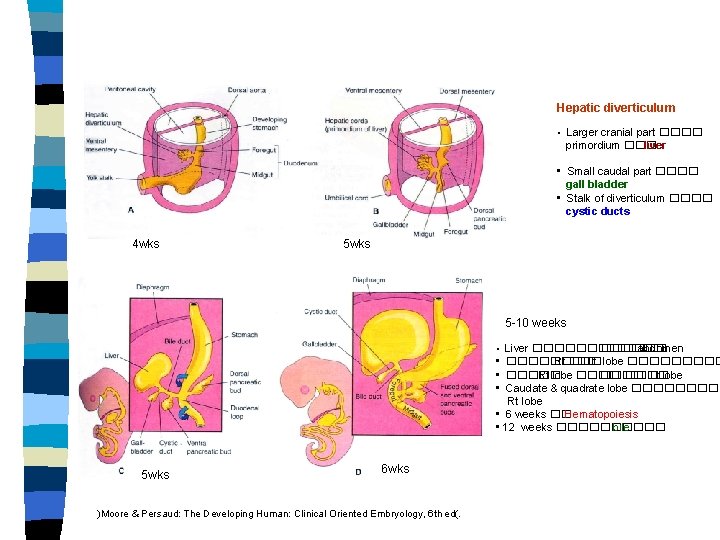 Hepatic diverticulum • Larger cranial part ���� primordium ��� liver • Small caudal part