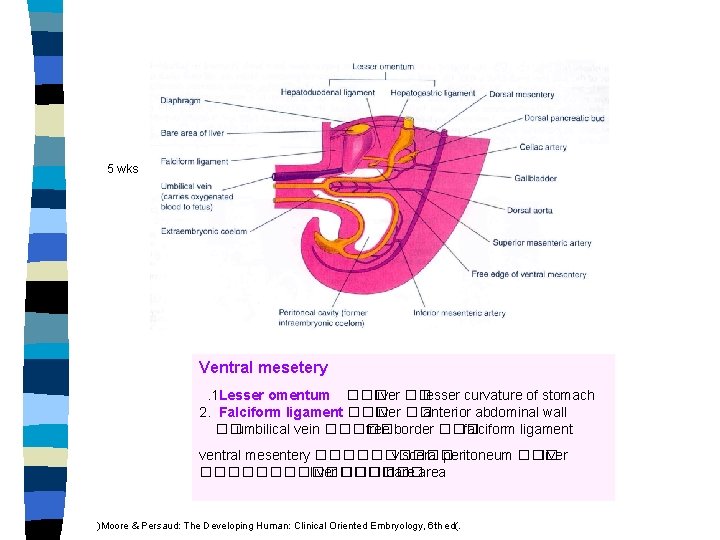 5 wks Ventral mesetery. 1 Lesser omentum ��� liver �� lesser curvature of stomach