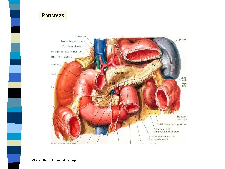 Pancreas )Netter: tlas of Human Anatomy( 