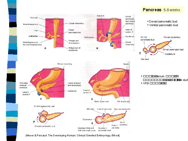 Pancreas: 5 -8 weeks • Dorsal pancreatic bud • Ventral pancreatic bud • �����