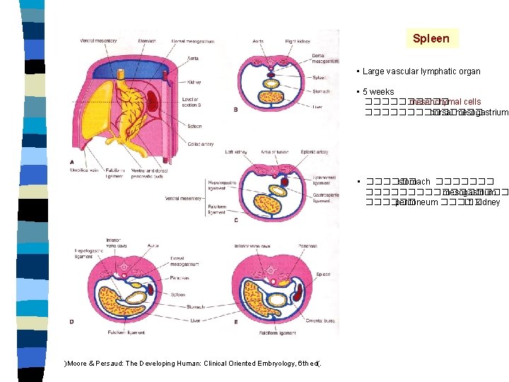 Spleen • Large vascular lymphatic organ • 5 weeks ����� mesenchymal cells ������� dorsal