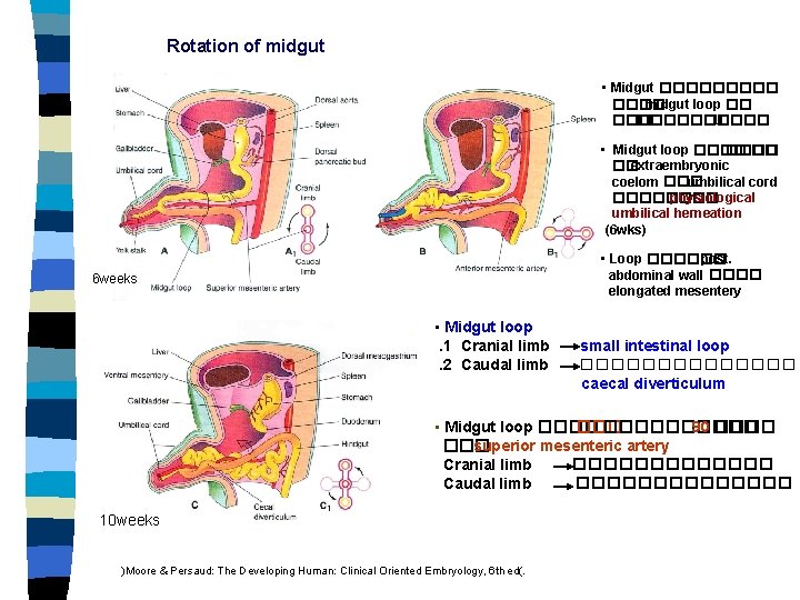 Rotation of midgut • Midgut ����� midgut loop �� ������ U • Midgut loop