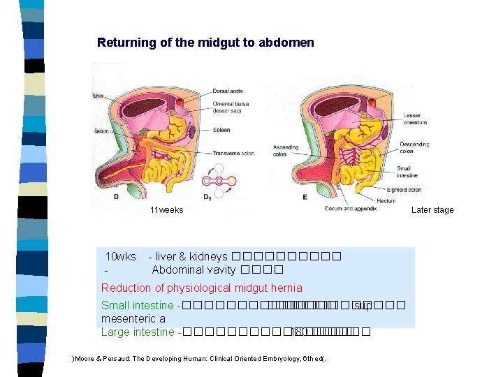 Returning of the midgut to abdomen 11 weeks 10 wks - - liver &
