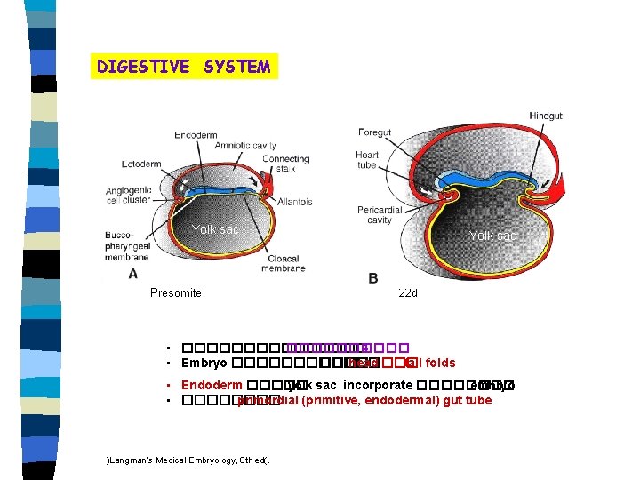 DIGESTIVE SYSTEM Yolk sac Presomite Yolk sac 22 d • �������� 4 • Embryo