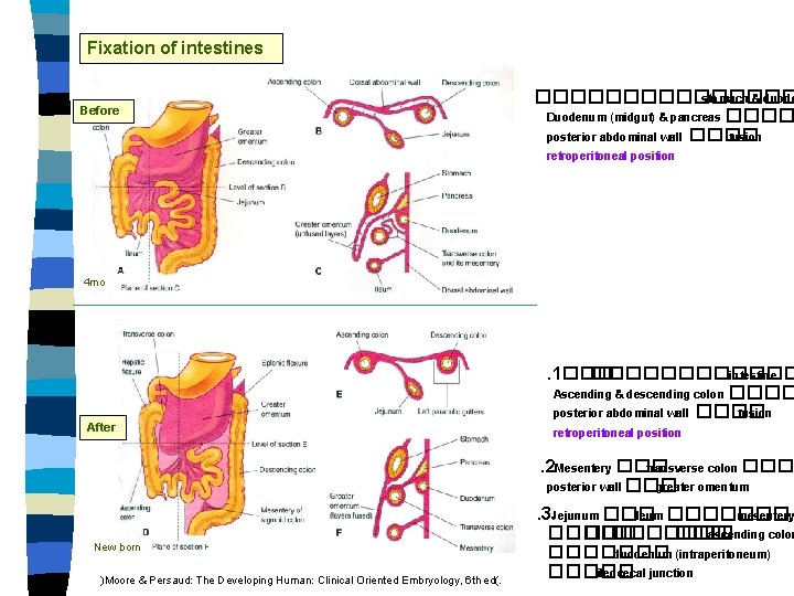 Fixation of intestines Before �������� stomach & duode Duodenum (midgut) & pancreas ���� posterior