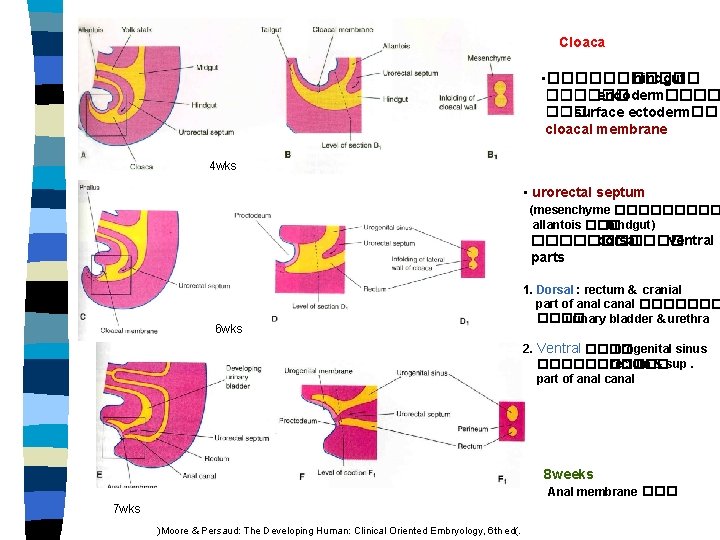 Cloaca • ������ hindgut ������ endoderm���� surface ectoderm��� cloacal membrane 4 wks • urorectal