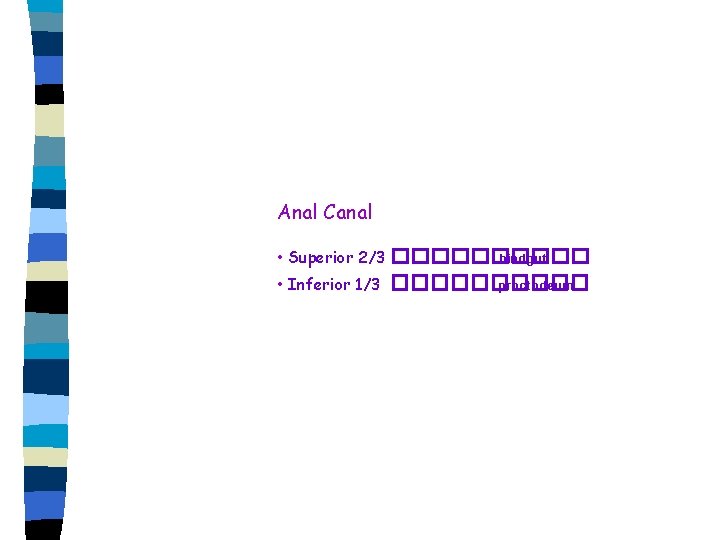 Anal Canal • Superior 2/3 ����� hindgut • Inferior 1/3 ����� proctodeum 