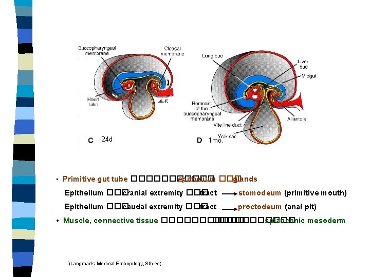 24 d 1 mo. • Primitive gut tube ������ epithelium ��� glands Epithelium ���