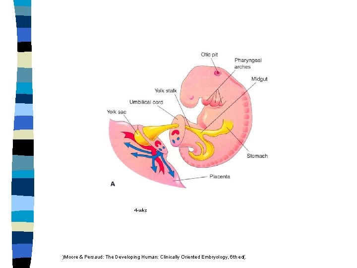 4 -wks )Moore & Persaud: The Developing Human: Clinically Oriented Embryology, 6 th ed(.