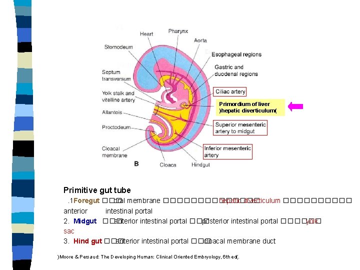 Primordium of liver )hepatic diverticulum( Primitive gut tube. 1 Foregut ��� oral membrane �������